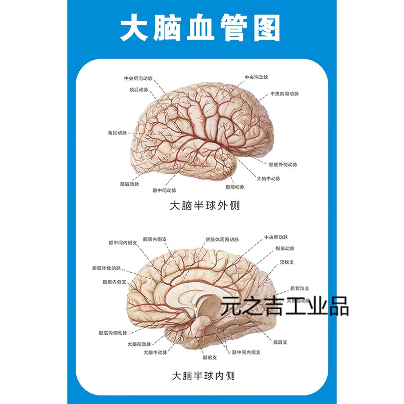 定制适用医院解剖学知识文化海报头部大脑颅神经血管解剖图医学院教学