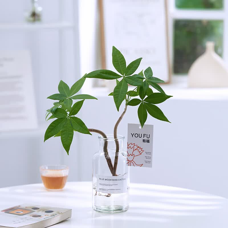 静候花开颜美发财树盆栽水培植物绿植室内客厅花卉办公室桌面净化空气金钱 造型发财树2棵+（小清新玻璃瓶）高性价比高么？