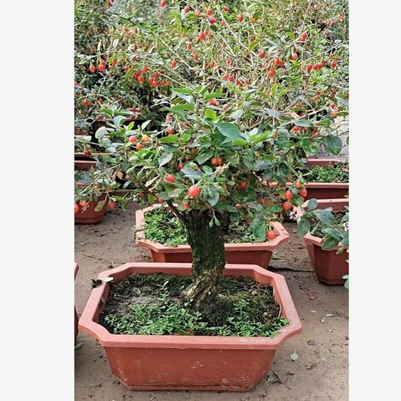 以琛红枸杞树苗提根老桩盆栽盆景阳台庭院植物非常容易四季好养带盆带