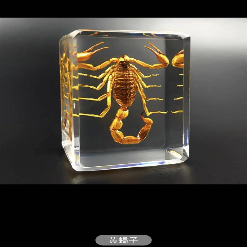 水晶滴胶树脂真实昆甲虫标本蝴蝶动物书镇玩具工艺摆件小礼物 黄蝎子