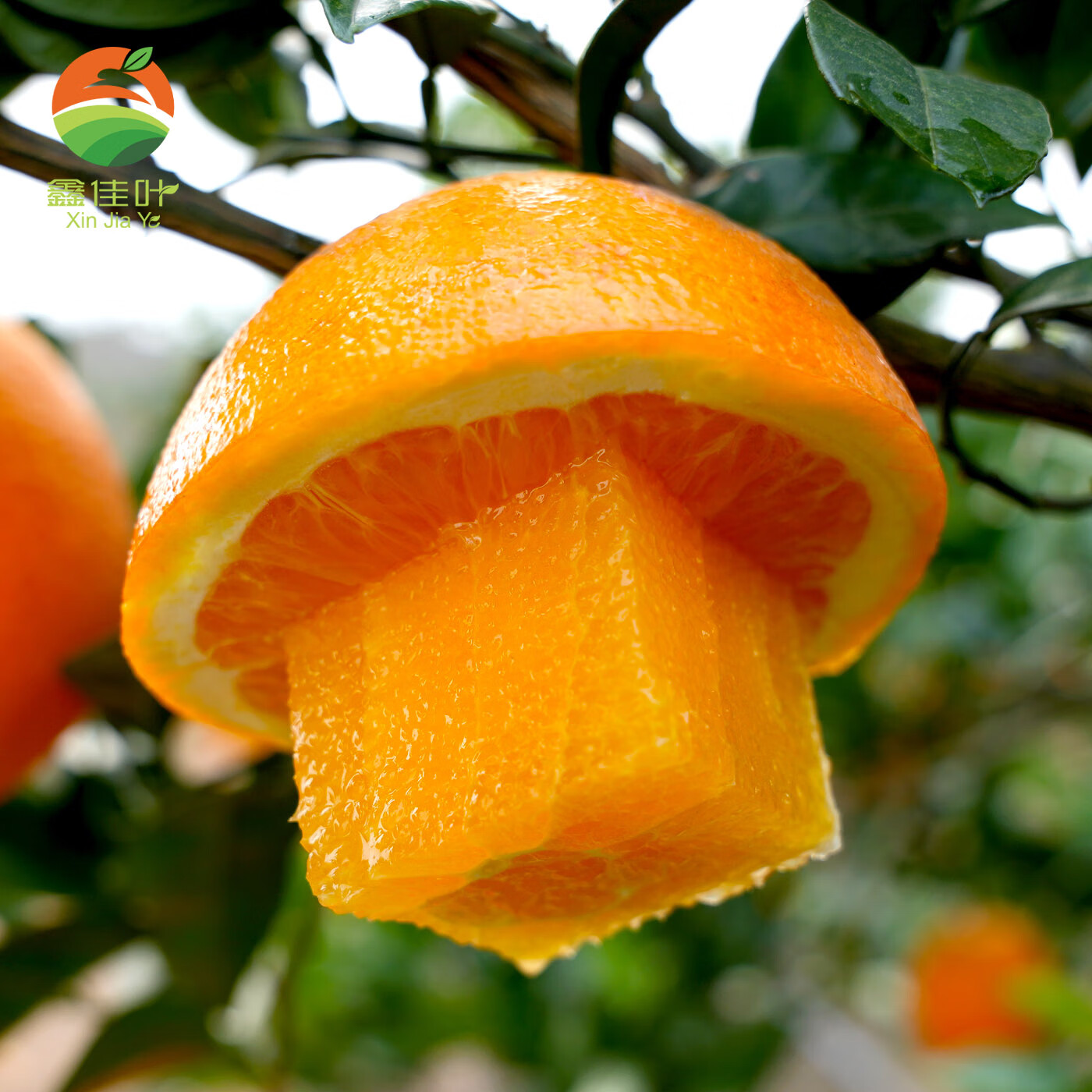 鑫佳叶（xingjiaye）湖南纽荷尔脐橙 新鲜橙子 中果 65-70mm 4.5斤