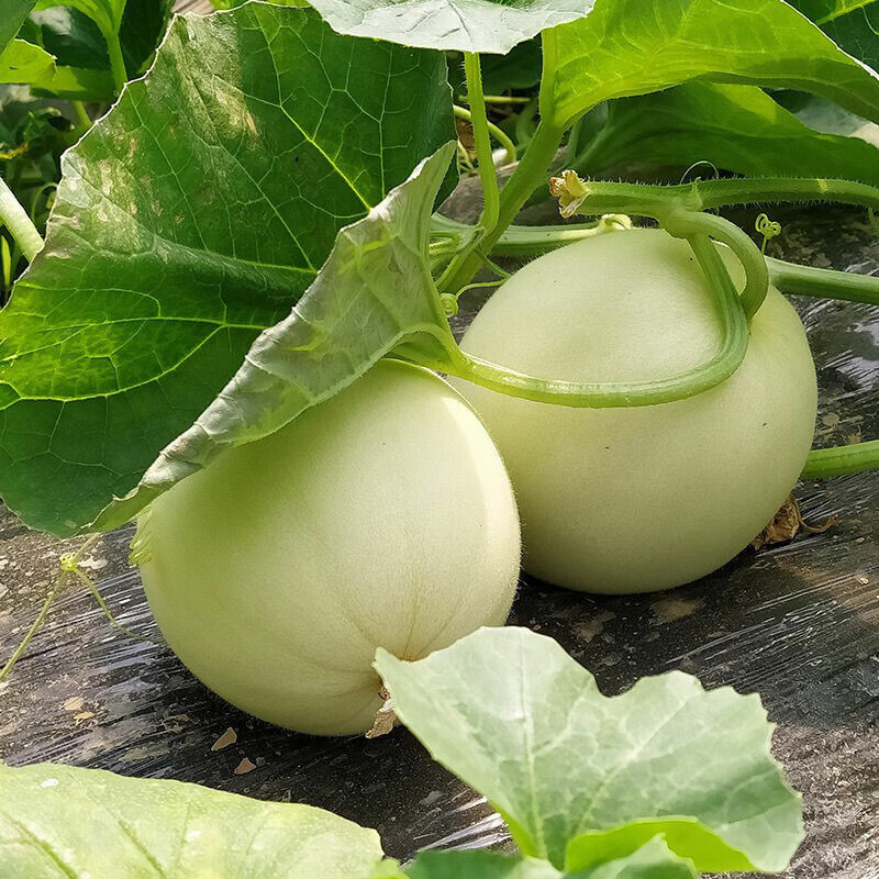 遇见悯农正宗阎良甜瓜香瓜甜瓜黄河蜜瓜黄金瓜黄金蜜生鲜新鲜水果 阎良甜瓜净重4.5斤【红白肉随机】 鲜甜蜜瓜