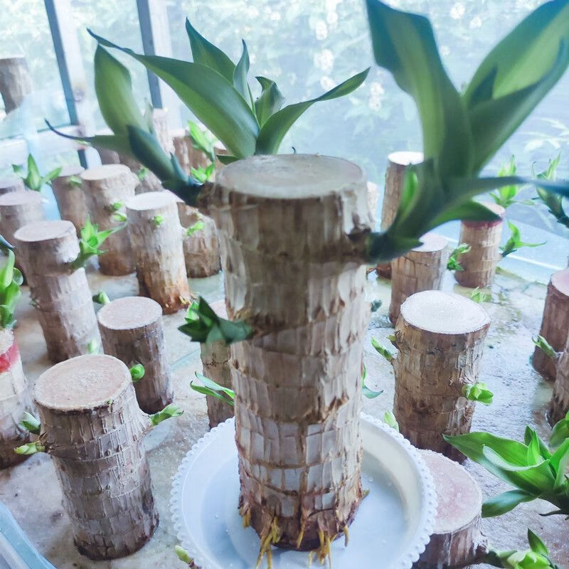 爱念巴西木大号超大号特大号四季常青办公桌室内办公室 巴西木 5cm高