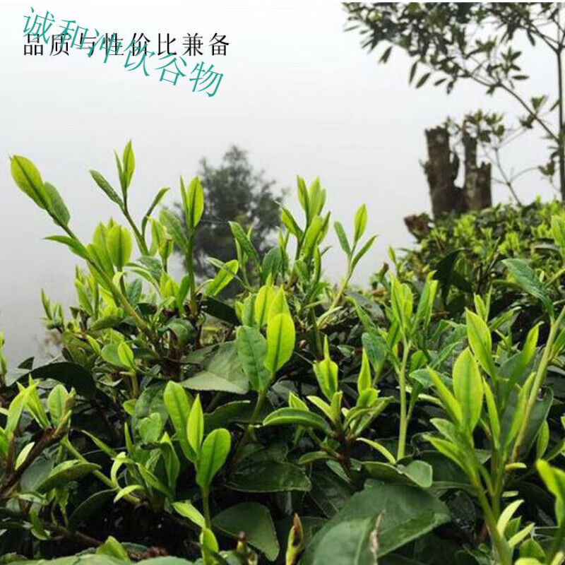 食喜运2024新茶冲茶手工炒制浓香绿茶特色油茶汤湖北恩施云雾茶 100