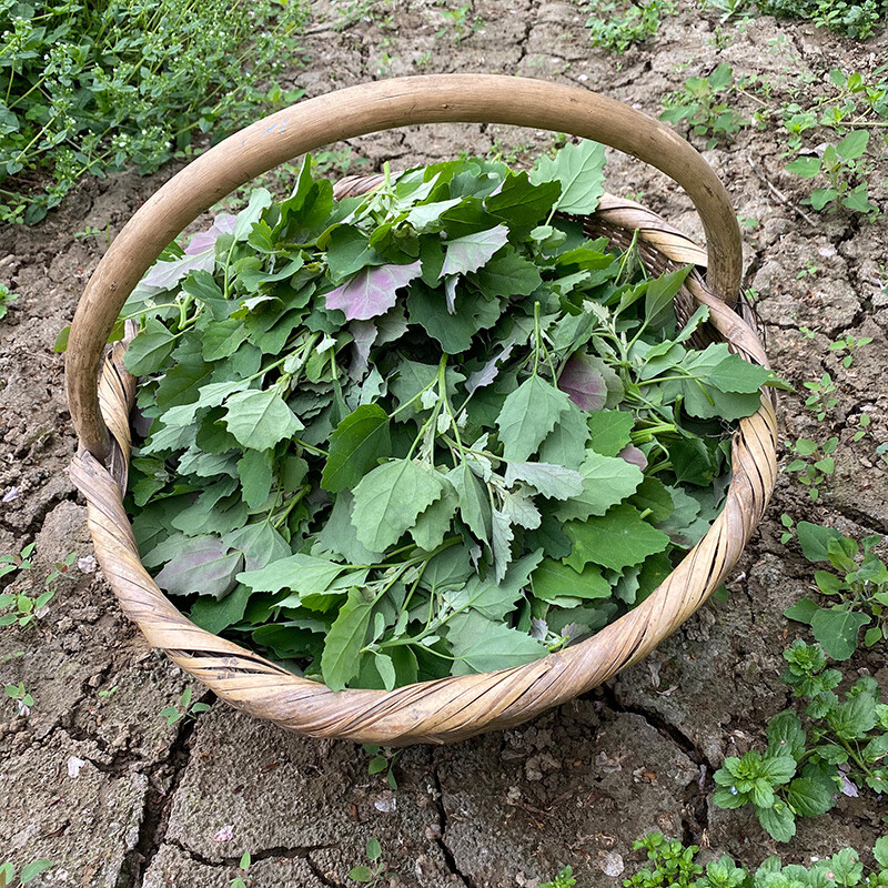 薇枫馨秦岭野生灰灰菜新鲜现挖灰灰菜农家野菜时令藜菜现摘 1000g