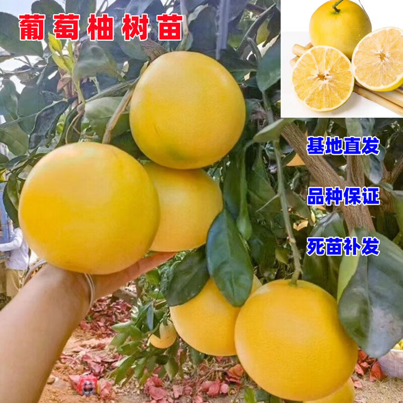 语清婉台湾黄金葡萄柚树苗蜜柚嫁接果树苗南方北方庭院种植地栽当 4年