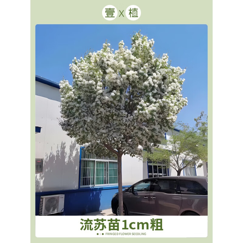 流苏树苗四月雪盆栽嫁接桂花树庭院浓香型梦幻流苏花油根子风景树
