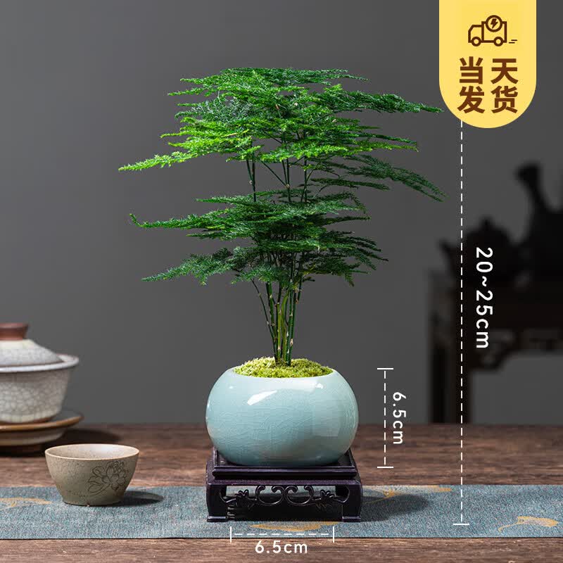 开时果 文竹盆景植物桌面摆件 办公室内净化空气绿植盆栽源头直发包邮