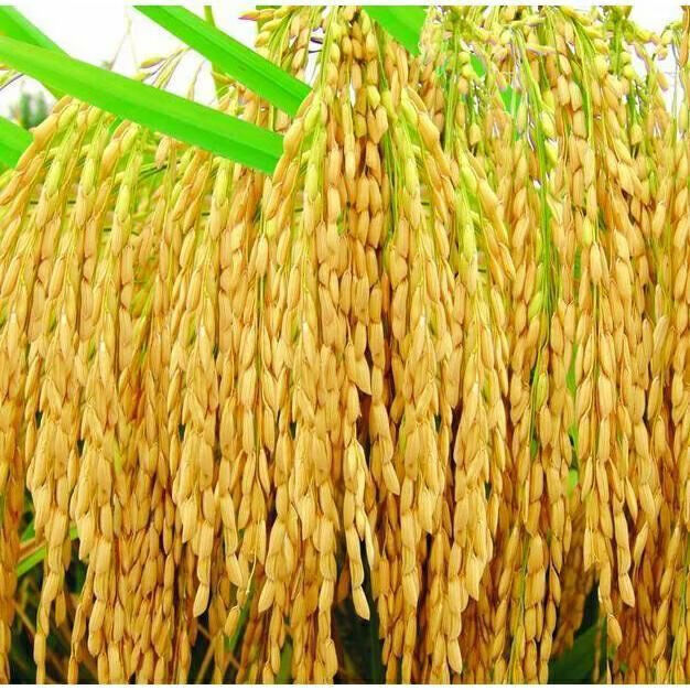 泰国香米圆粒长粒早中晚稻高产抗倒常规水稻种子米质优好吃稻谷