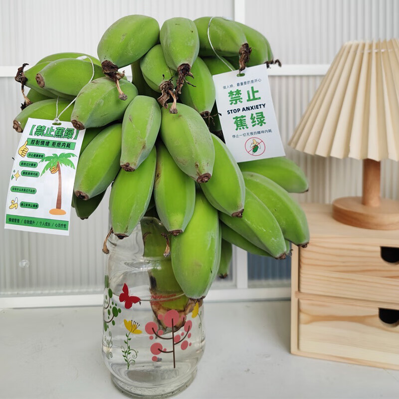 京东鲜花 【禁止蕉绿】天之蕉子水培观赏蕉 1串 约3.5-4.5kg