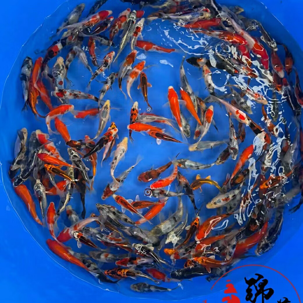 贝冠奇锦鲤活鱼观赏鱼活体淡水冷水鱼易活好养景观鱼红白锦鲤鱼 随机4条（11-13厘米）练手锦鲤 京东折扣/优惠券