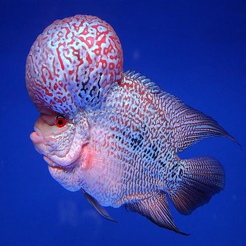 莱羡朵观赏鱼精品罗汉鱼活体鸿运当头泰国金花马骝拉线包头爆头罗汉