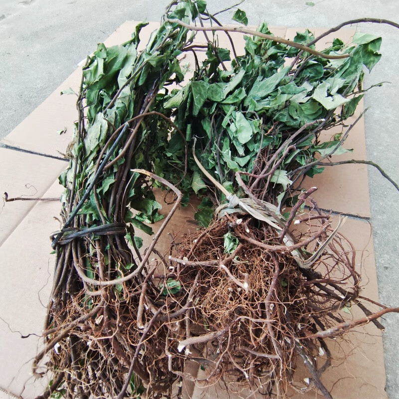 贵州中草药材白花矮陀陀 地柑子石甘子小白花草矮坨坨晒干货500克