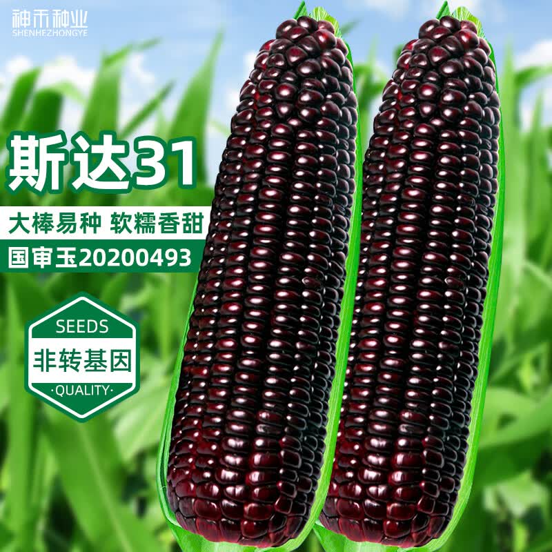 神禾黑糯玉米种子甜糯香糯新鲜东北玉米籽春季 斯达31玉米种子100g/袋