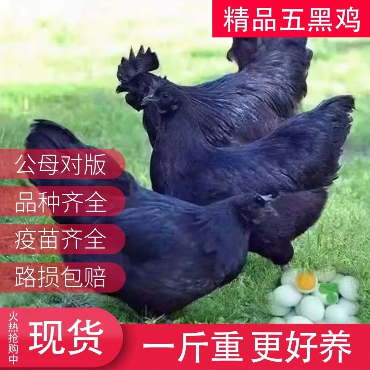 1斤重纯种五黑鸡黑乌骨鸡散养高产绿壳蛋鸡五黑鸡苗黑乌骨鸡活苗 1斤