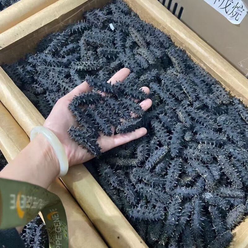 康创优品足干新鲜俄罗斯海参海参大红二红非养殖非大连i辽i参 100-80