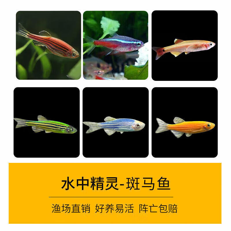 墨一小型热带鱼观赏鱼灯科鱼群游鱼繁殖宠物活体斑马鱼冷水鱼 红斑马