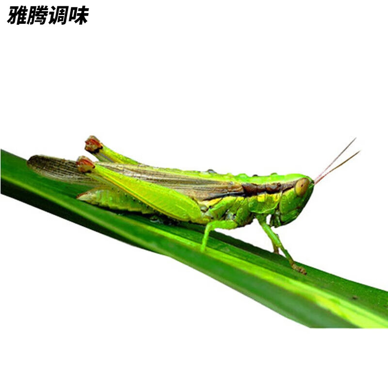 维莱瑞当季新鲜速冻稻田小绿蚂蚱蝗虫蚱蜢稻蝗小油蚂