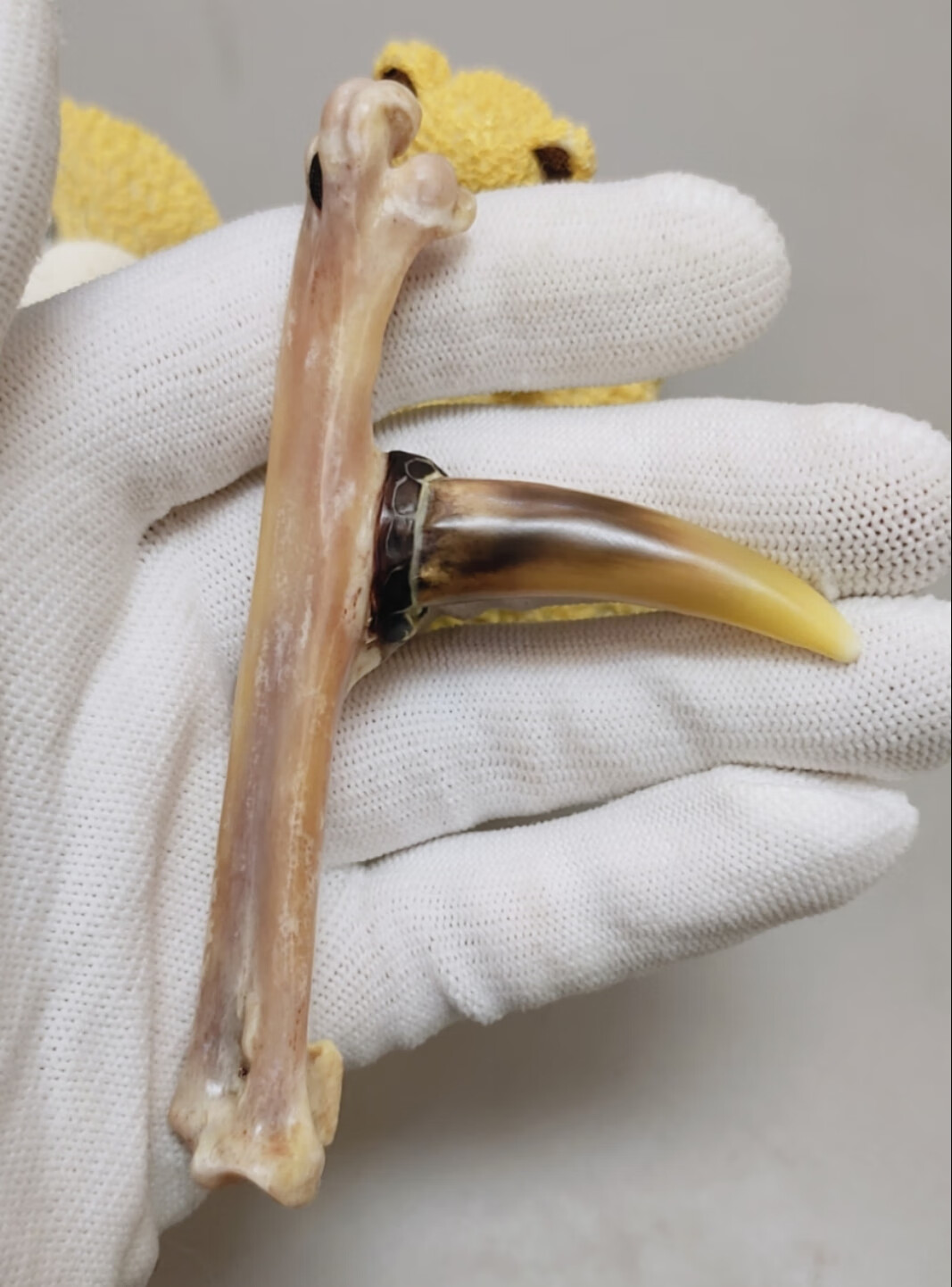 霜魄鸡蹬子文玩骨头盘玩鸡爪骨玩手把件老公鸡爪吊坠老鸡拐子公鸡脚