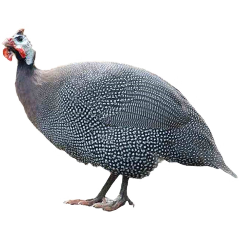 现货1一斤珍珠鸡苗小鸡活体真珠鸡苗肉鸡蛋鸡土鸡会飞活苗脱温苗 1斤