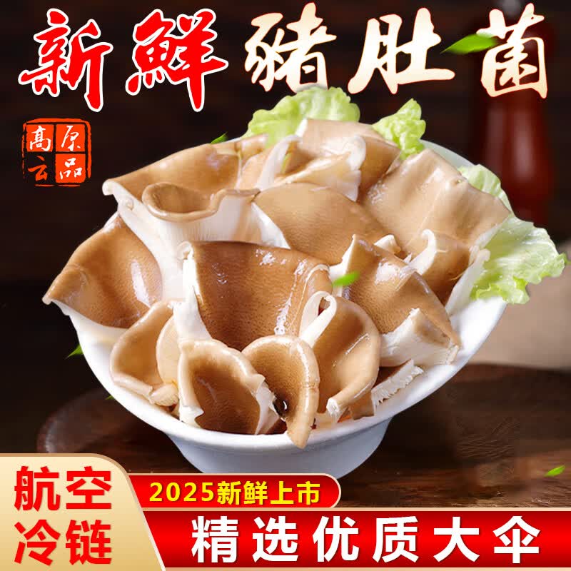 百年云松【2026新鲜猪肚菌】香格里拉鲜菌菇 猪肚菇 大伞菇 新鲜速达 新鲜猪肚菌 800克 京东折扣/优惠券