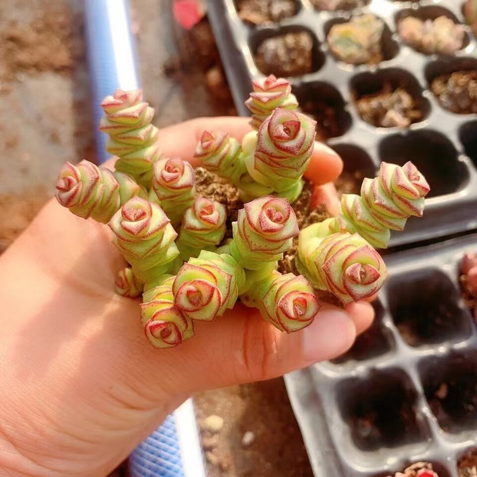 牡丹钱串多肉植物招财进宝新手好养肉肉稀有品种盆栽花卉 牡丹钱串串2