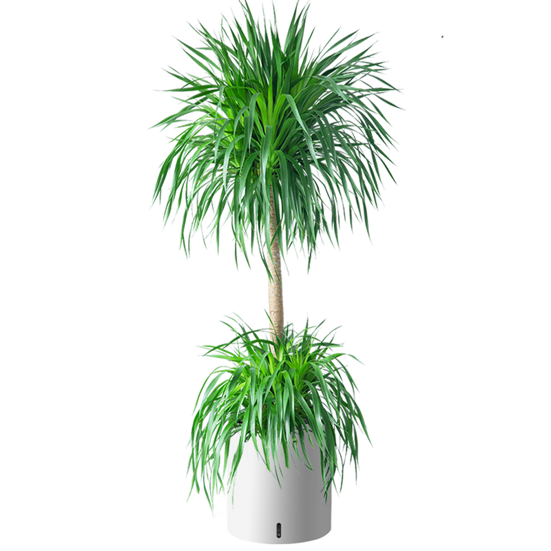 植男植女龍血樹綠植盆栽龍須樹室內(nèi)辦公室客廳造型大型落地植物源頭直發(fā)