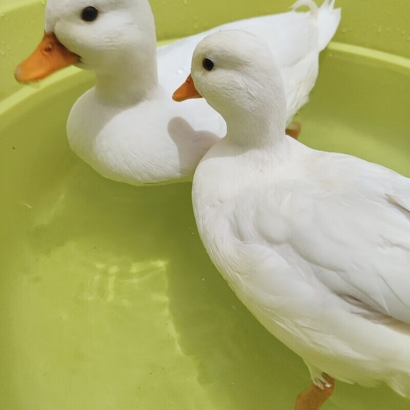 纯种柯尔鸭成年宠物鸭种鸭callduck长不大成年宠物种蛋100%可孵化