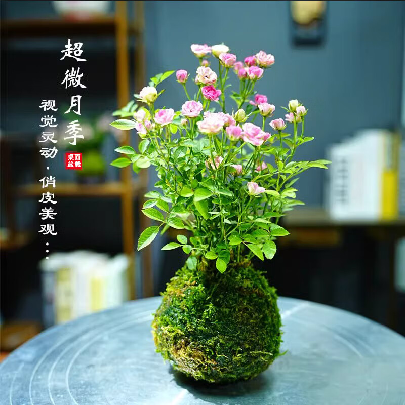 艾莹超微水培姬月季四季开花卉阳台桌面迷你小盆栽水中美人苔藓球植物 带花苞】粉色超微姬月季苔藓球1盆