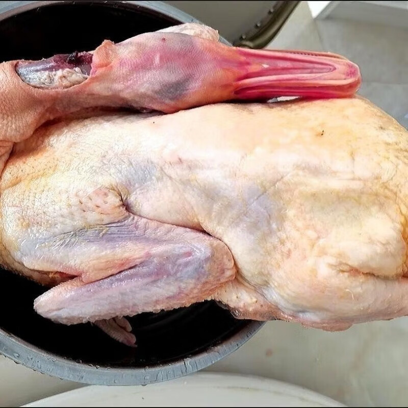 湾钰蜜现杀新鲜鹅肉大雁鹅10斤整只鹅散养鹅农家老鹅大白鹅雁鹅 贈礼