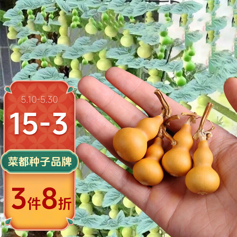 北蔬小葫芦籽种子特大文玩巨型 草里金手捻葫芦种子 6粒 50g肥