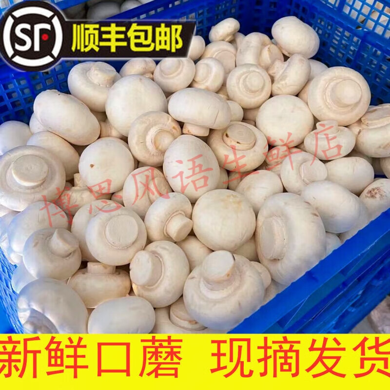 新鲜口蘑白蘑菇双孢菇山东基地现摘250克顺丰 鲜口蘑精品净重250克3-6cm