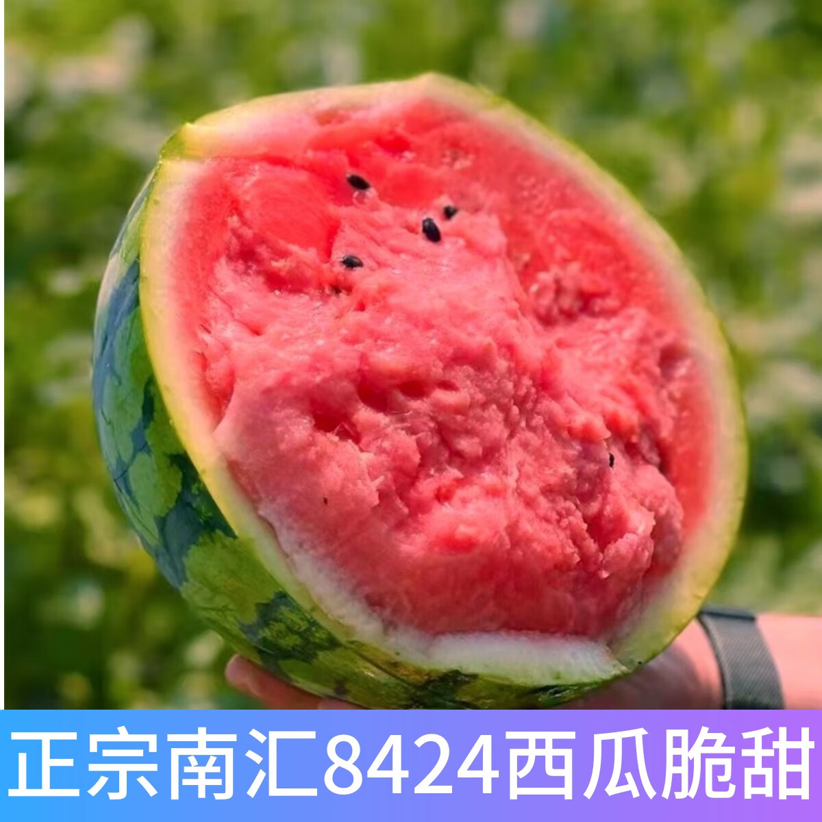 【商超精选】上海南汇8424西瓜麒麟瓜单果9斤大果新鲜红壤西瓜皮 7斤