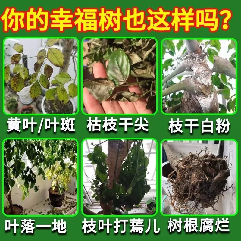 幸福树专用营养液专用肥料落叶掉叶子专用肥料专黄叶烂根营养液 1瓶装