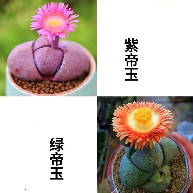 绿帝玉元宝多肉花卧牛锦多肉屁屁pp生石花形似元宝番杏科多肉植物