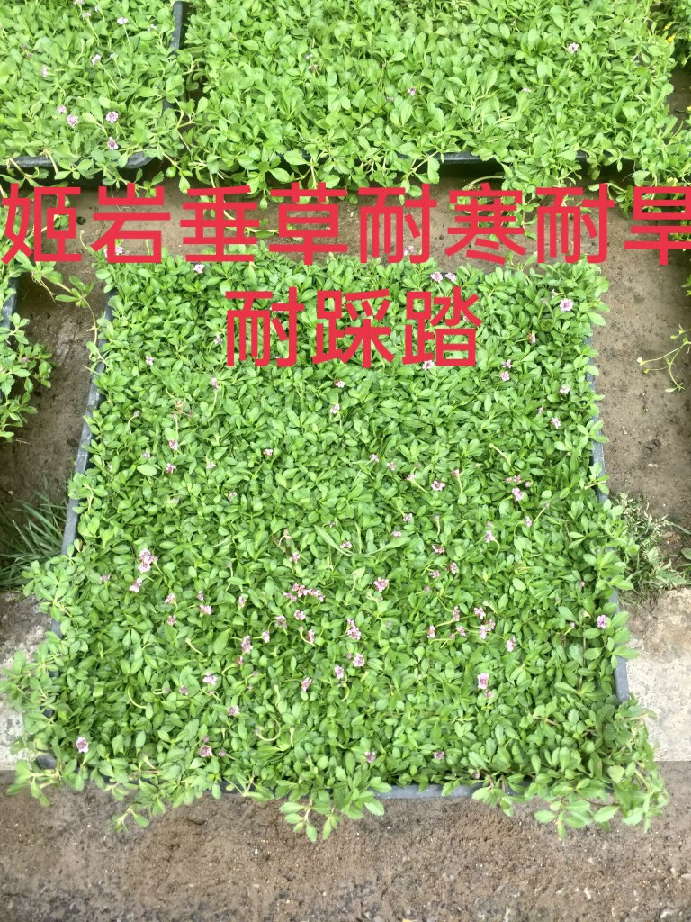 以琛姬岩垂草匍匐地被植物花期长耐踩踏耐寒佛甲草中华景天庭院绿化苗
