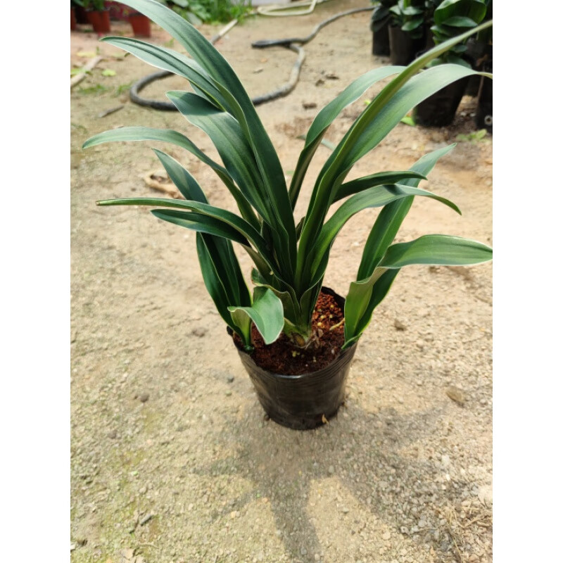 clcey金边银边中华万年青属盆栽绿植四季常青庭院阳台室内客厅净化