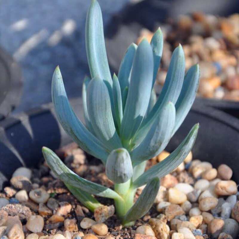 蓝松 多肉植物 办公室盆栽绿植花卉 肉肉植物蓝色多肉 蓝松单头4厘米