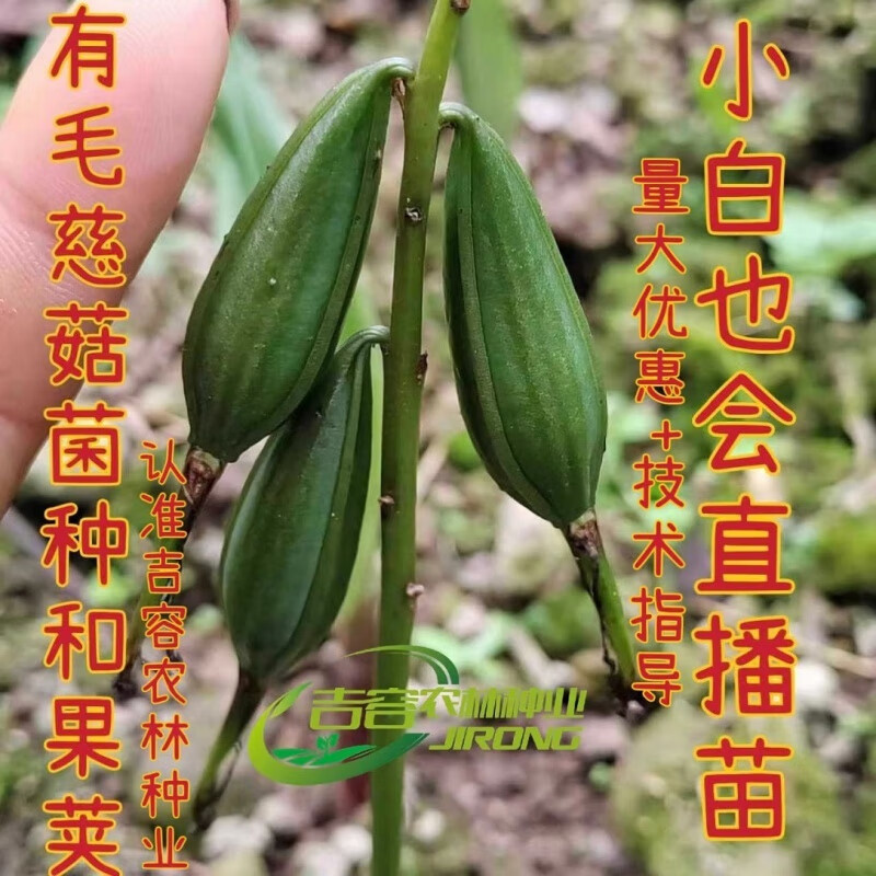 哒琳北北毛慈菇种子  毛慈菇种子公司 四川宽叶种子苗 6颗果荚