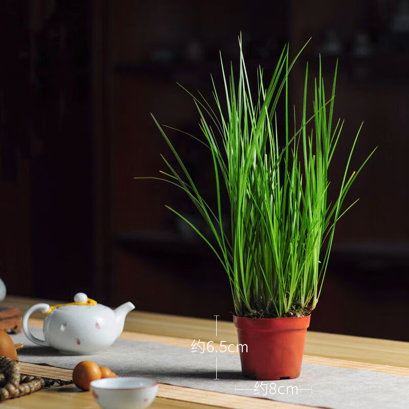 clcey菖蒲胧月桌面热门盆景 苔藓球水苔球胧月菖蒲 微景观水培室内桌