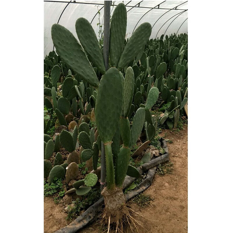 心头肉墨西哥米邦塔仙人掌盆栽外敷种植做菜观赏仙人掌 5年老片2斤装