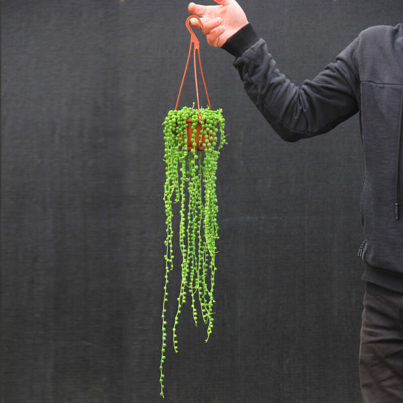 泊美鲜佛珠多肉植物长藤室内阳台垂吊花卉除甲醛绿植盆栽珍珠吊兰