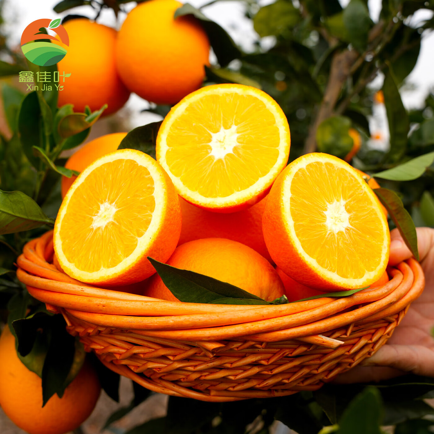 鑫佳叶（xingjiaye）湖南纽荷尔脐橙 新鲜橙子 中果 65-70mm 4.5斤