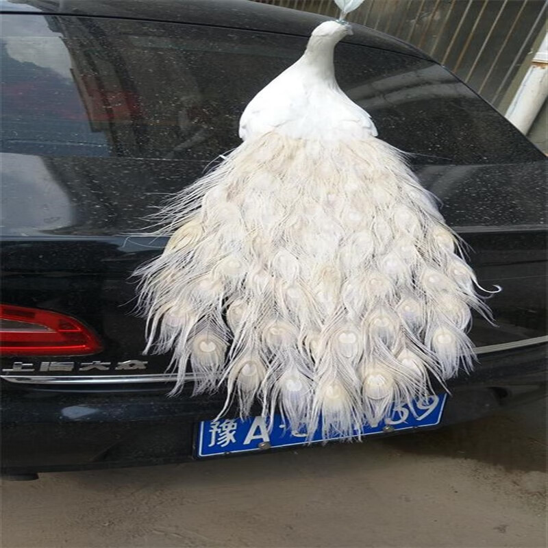 侯爷新款仿真白色羽毛拖尾孔雀婚庆摆设舞台演出道具标本摆件动物模型
