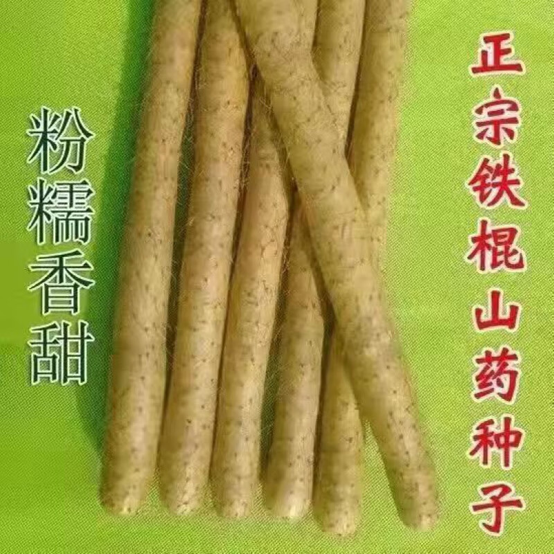 汇种草农正宗铁棍山药种子农家自产种子爬藤淮怀山药苗豆种植耐热种籽