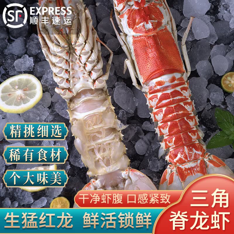 源外园三角脊龙虾深海中华红龙虾特大鲜活冷冻火焰岩龙虾 50