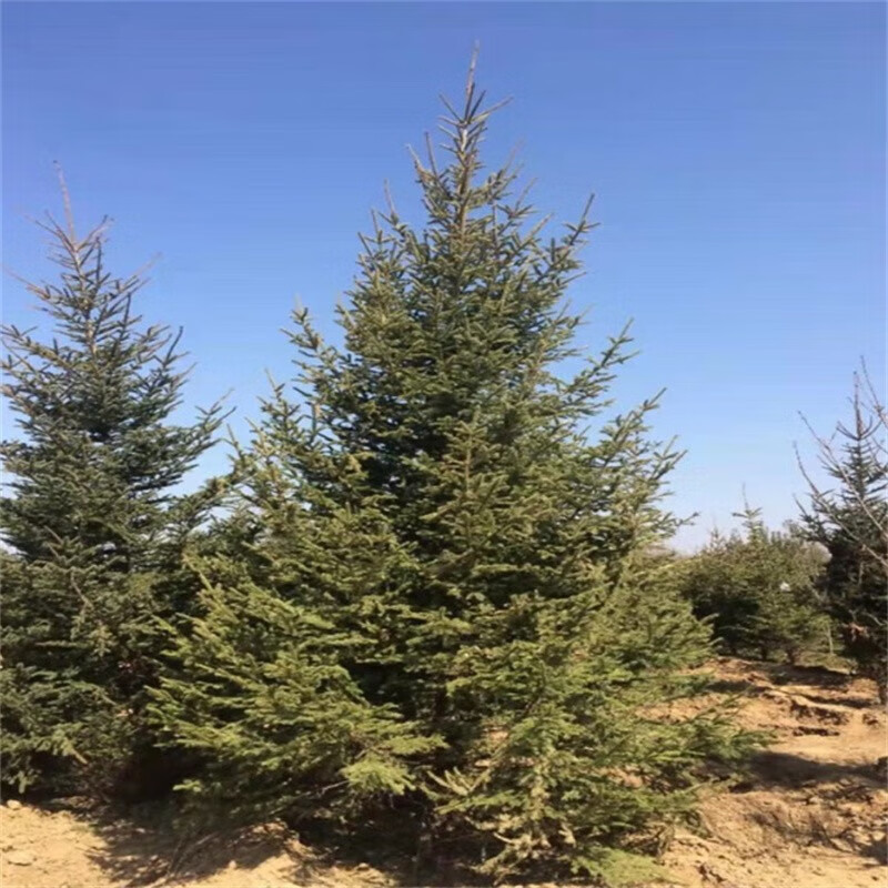 静嘉云杉树苗真圣诞树造型园林风景工程绿化庭院盆栽耐寒植物节日树 1