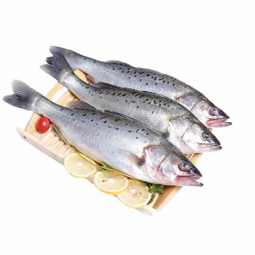 伊杰蔻鲈鱼 海水鲈鱼  新鲜鲈鱼  七星鲈鱼 新鲜海鲜  海鲜水产 新鲜