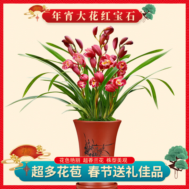 建兰年宵花开花浓香花卉盆栽室内好养花园植物 年宵大花红宝石2苗配