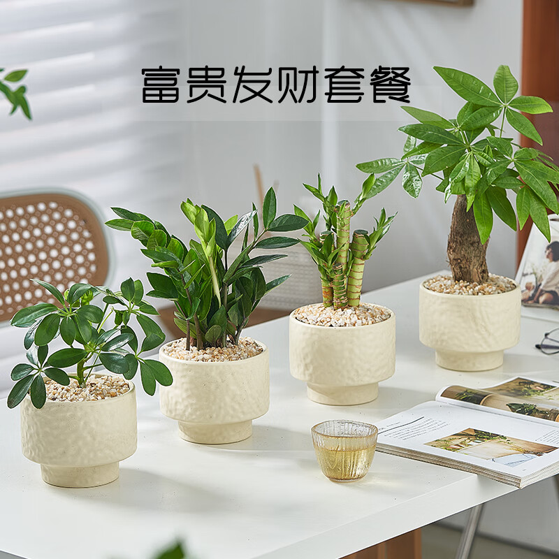 意軒【優(yōu)惠4盆植物】室內(nèi)綠植盆栽九里香文竹袖珍椰子植物辦公室企業(yè) 鴨腳木/金錢(qián)樹(shù)/富貴竹/發(fā)財(cái)樹(shù)+盆 帶盆栽好